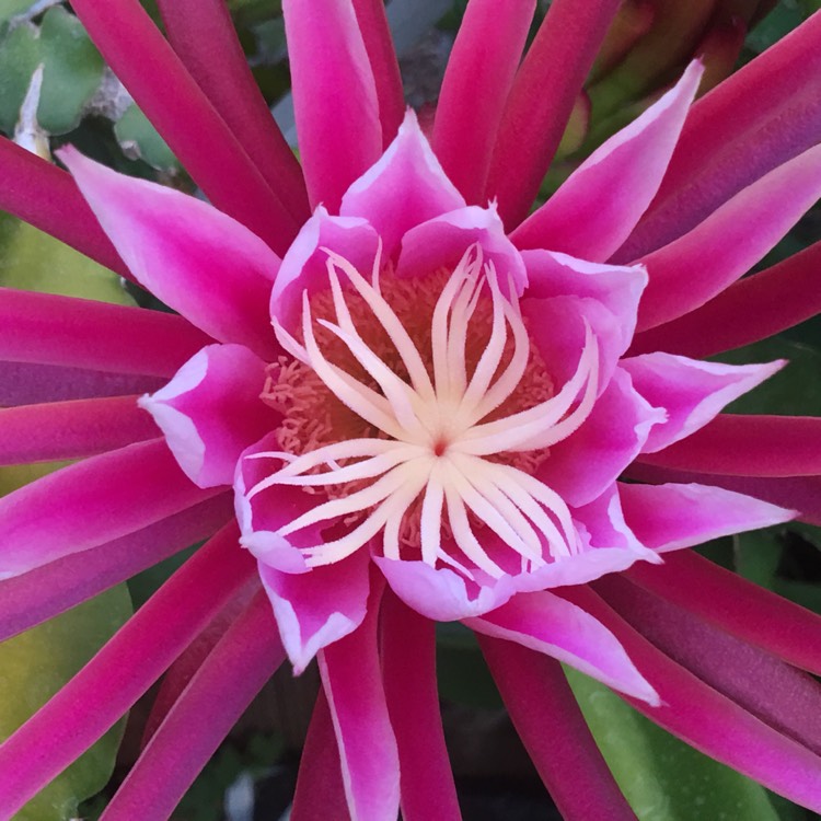 Plant image Hylocereus megalanthus