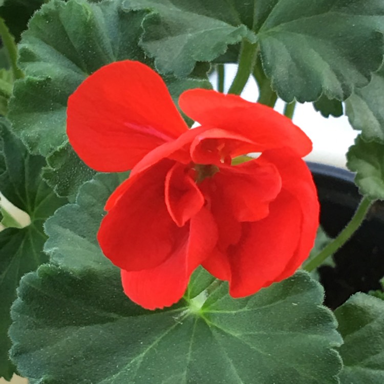 Plant image Pelargonium 'Pacan' (Quality Line Series) syn. Pelargonium 'Anthony'