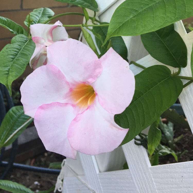 Plant image Mandevilla 'Sunparajapi' syn. Mandevilla 'Sun Parasol Giant Dark Pink'