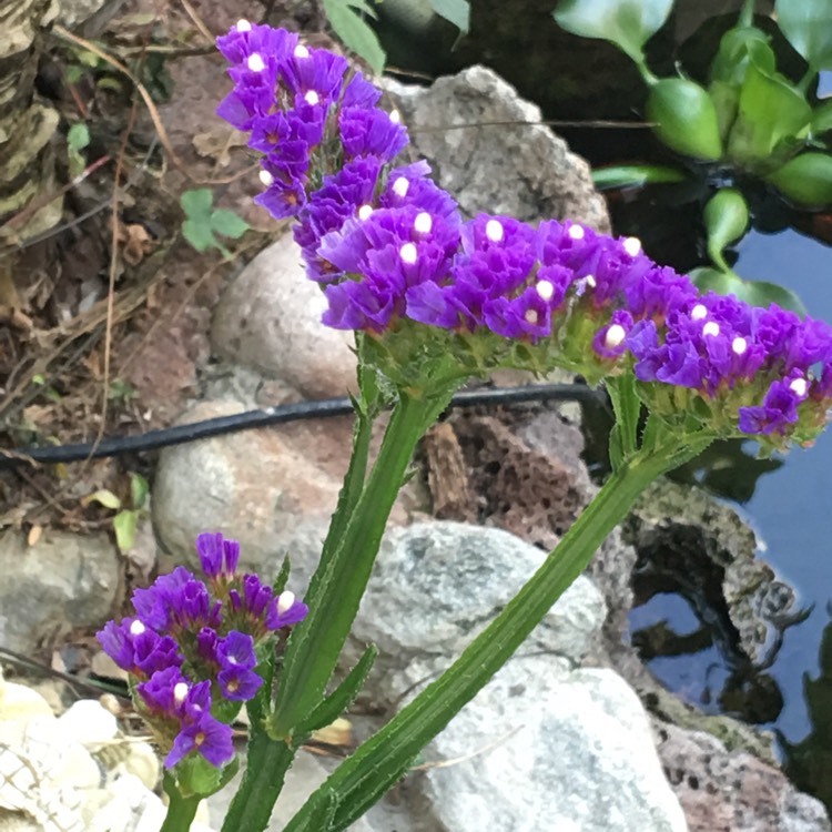 Plant image Limonium sinuatum 'Blue Sky'