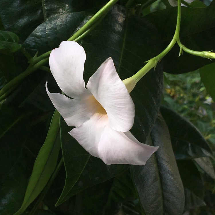 Plant image Mandevilla laxa