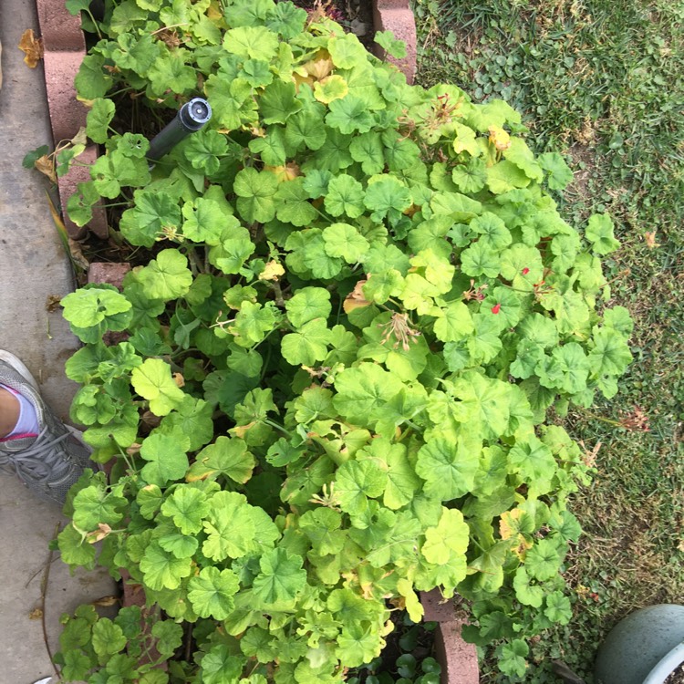 Plant image Pelargonium 'Balcon Red' (Decora Series) syn. Pelargonium 'Decora Imperial'