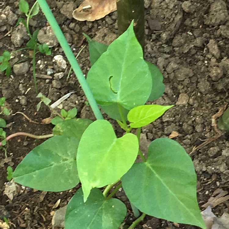 Plant image Dioscorea batatas. syn. Dioscorea polystachya ; Dioscorea opposita