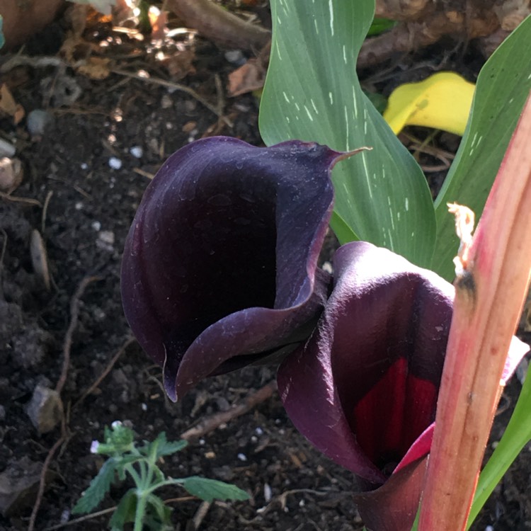 Plant image Zantedeschia 'Akela'