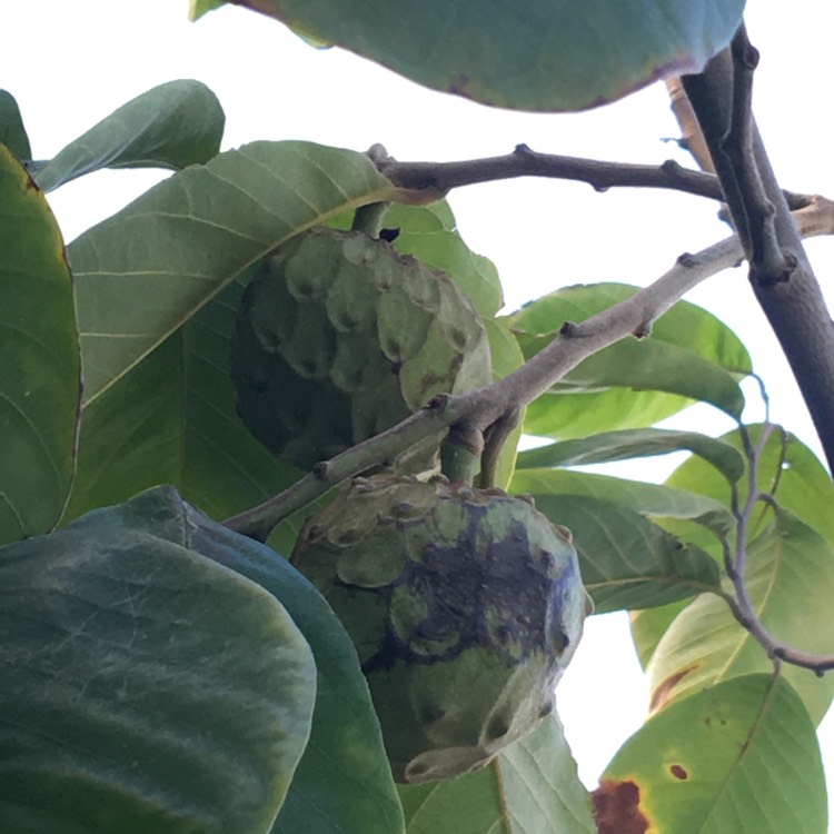 Plant image Annona Cherimoya syn. annona chirimoya