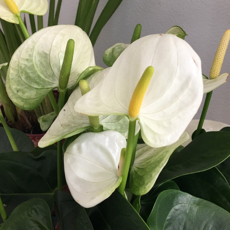 Plant image Anthurium (Andraenum Group) 'Anthcapbuk' syn. Anthurium 'Sierra White'