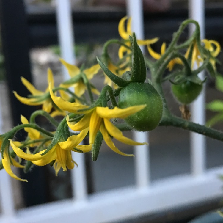 Plant image Solanum lycopersicum var.