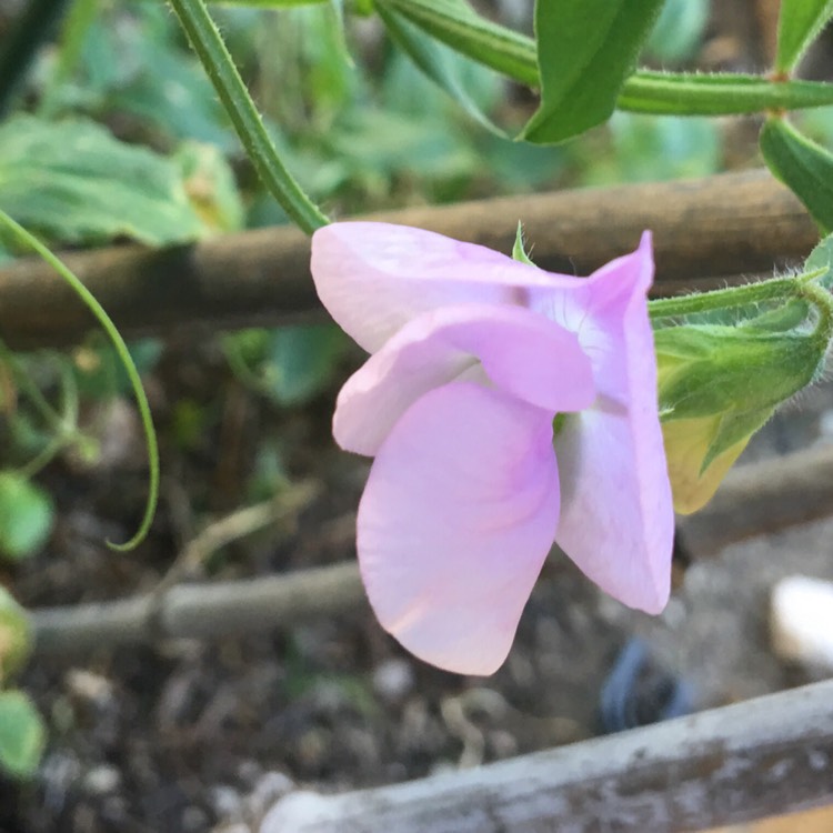 Plant image Lathyrus odoratus 'Perfume Delight' (Mix)