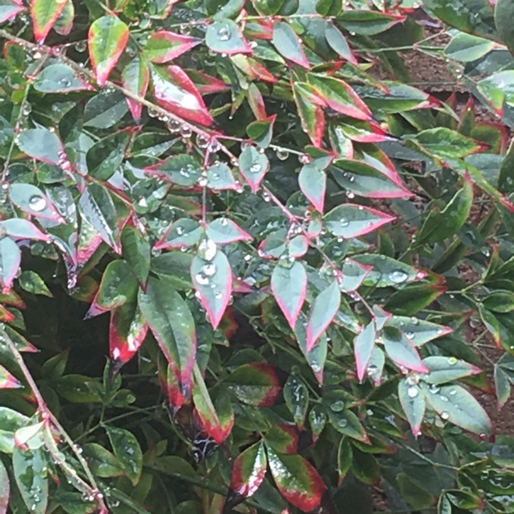 Plant image Nandina domestica 'Fire Power'