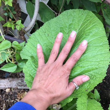 Brassica juncea 'Florida Broadleaf'