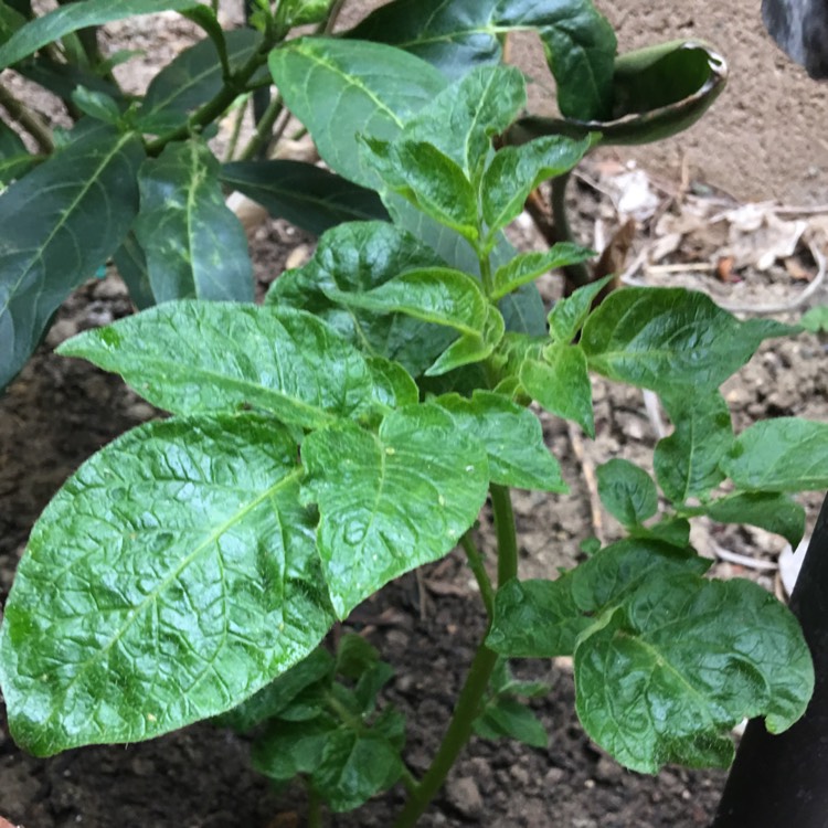 Plant image Solanum tuberosum 'Russet Burbank'