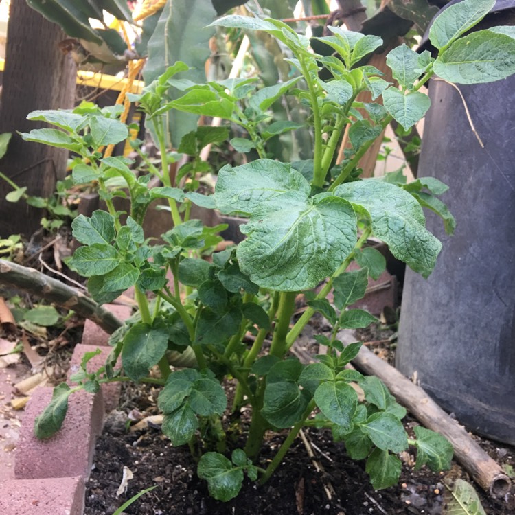 Plant image Solanum tuberosum 'Russet Burbank'