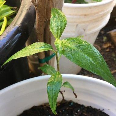 Persicaria odorata