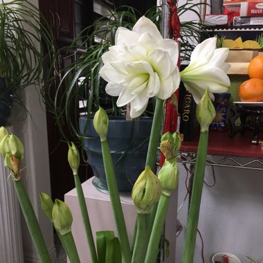 Hippeastrum