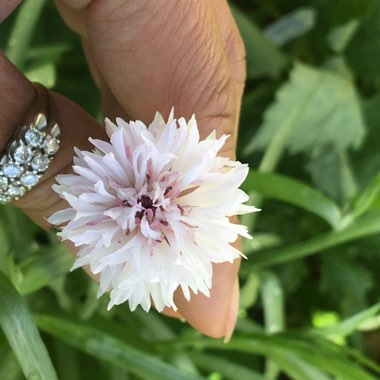 Centaurea Cyanus