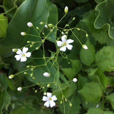 Gypsophila elegans 'Covent Garden'