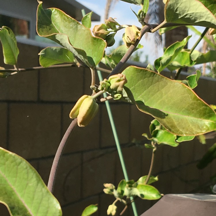 Plant image Araujia Sericifera