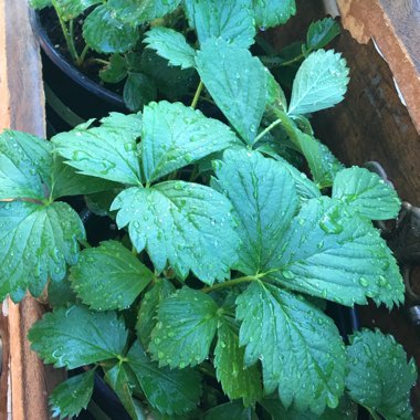 Fragaria x ananassa 'Quinault'