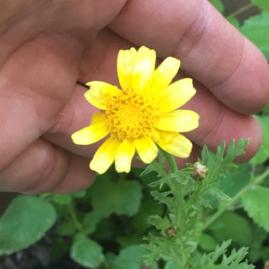 Glebionis coronaria syn.Chrysanthemum coronarium ; Ismelia coronaria