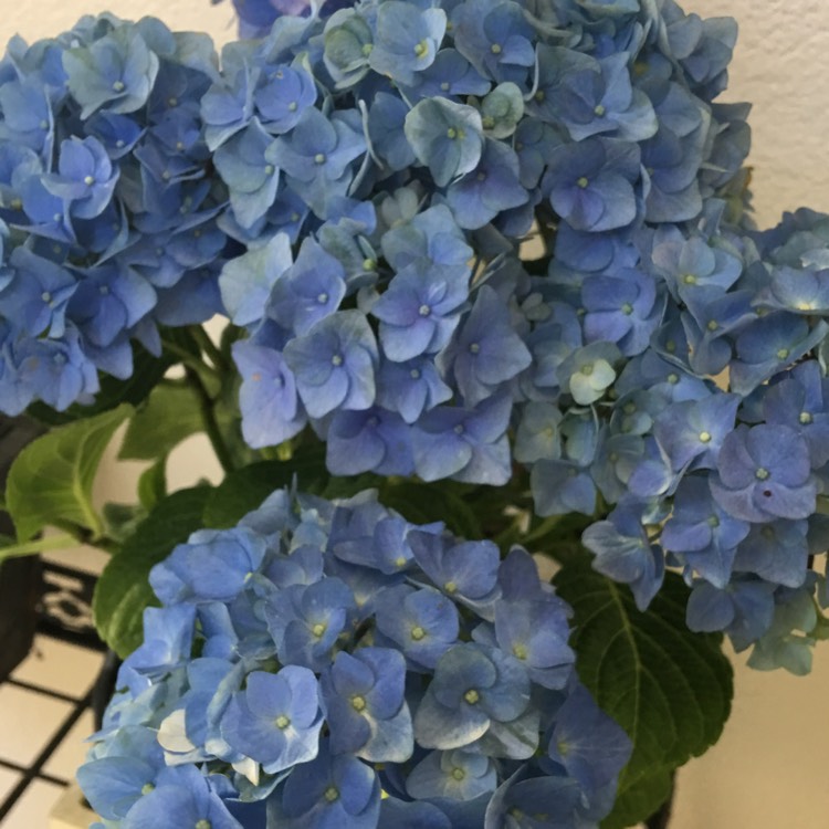 Plant image Hydrangea macrophylla 'Blue Danube'