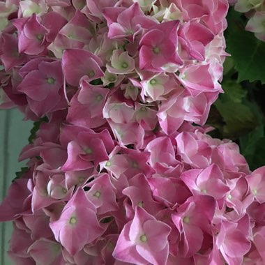 Hydrangea macrophylla 'Merritt's Supreme'