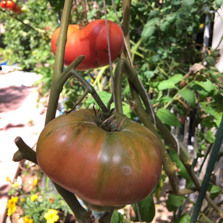 Plant image Solanum lycopersicum 'Red Brandywine'