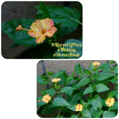 Mirabilis jalapa 'Kaleidoscope'