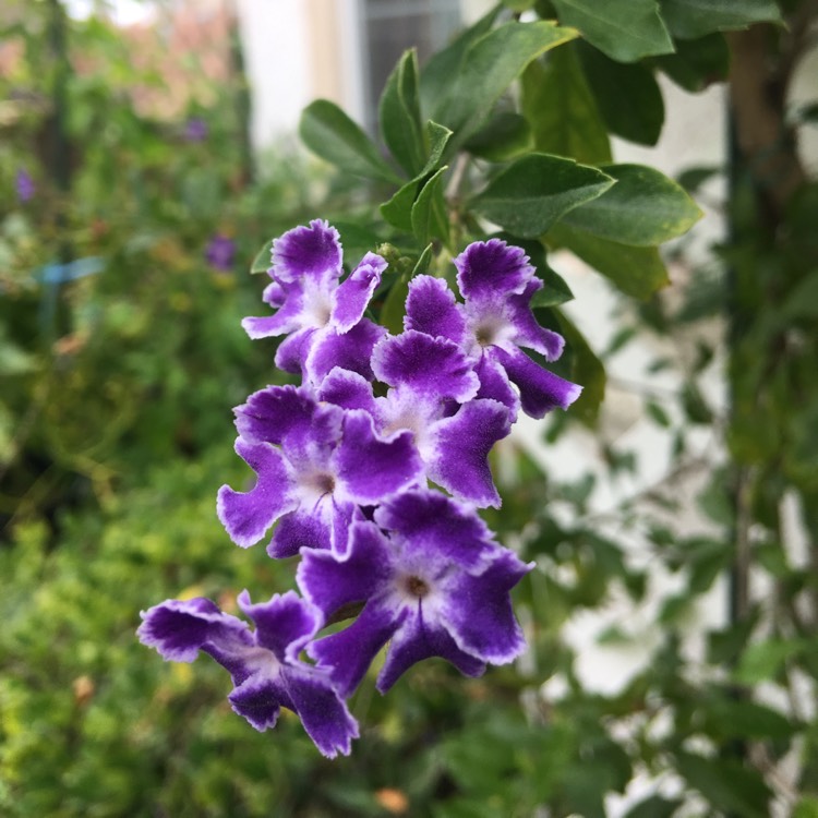 Plant image Duranta