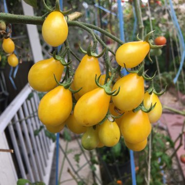 Solanum lycopersicum var. cerasiforme  'Balconi Yellow'