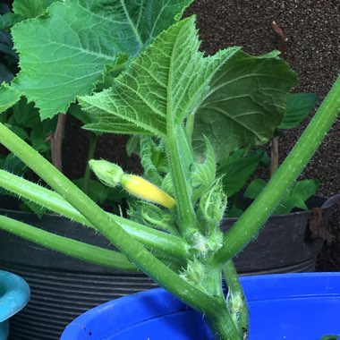 Cucurbita Maxima 'Butter Dish'