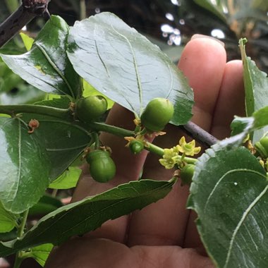 Ziziphus jujuba syn. Ziziphus mauritiana