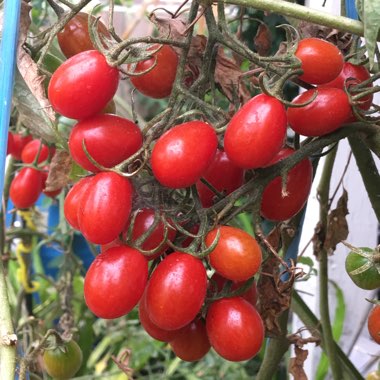 Solanum lycopersicum var.