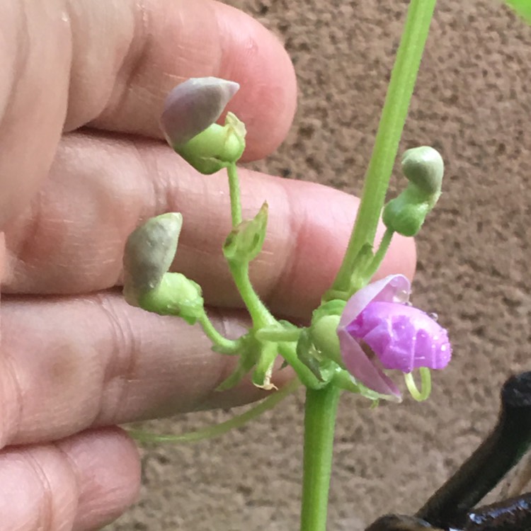 Plant image Phaseolus vulgaris 'Tendergreen'