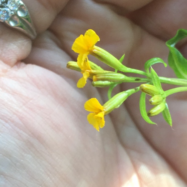 Plant image Tagetes lucida