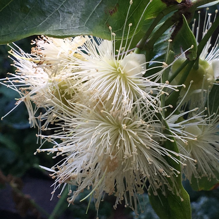 Plant image Syzygium Jambos