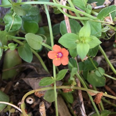 Anagallis arvensis