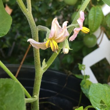 Solanum melongena 'Ichiban'