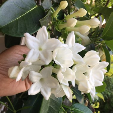 Stephanotis floribunda