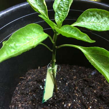 Capsicum annuum 'Golden Bell'