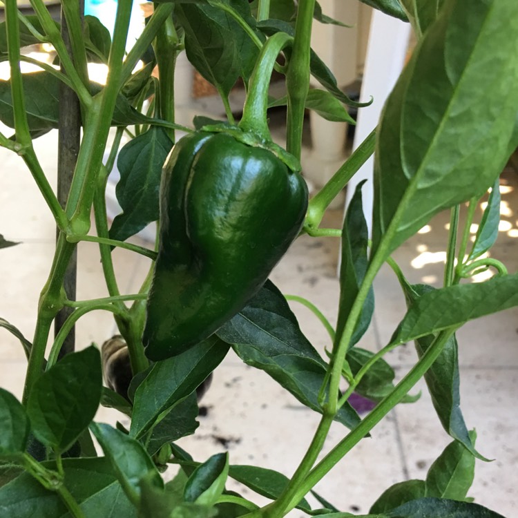 Plant image Capsicum Annuum 'Poblano'