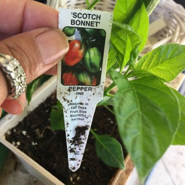 Capsicum Chinense 'Scotch Bonnet'