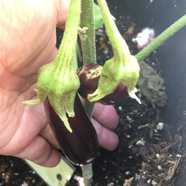 Solanum melongena 'Ichiban'