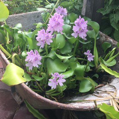 Eichhornia crassipes