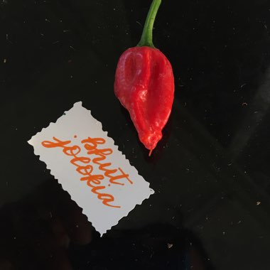 Capsicum Annuum 'Bhut Jolokia'