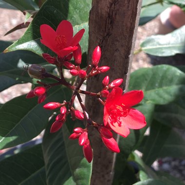 Jatropha Integerrima syn. Jatropha Pandurifolia ;. Jatropha hastata