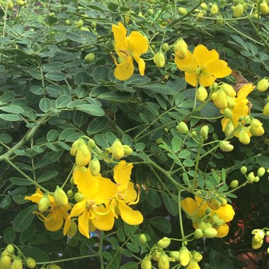 Senna bicapsularis syn. Cassia bicapsularis