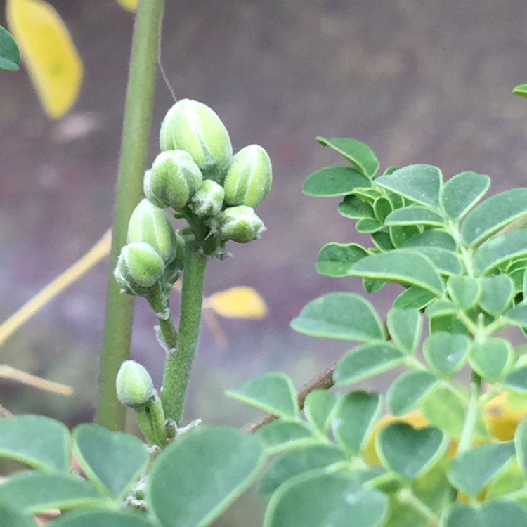 Plant image Moringa oleifera