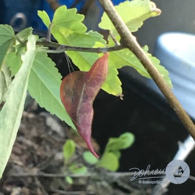 Abutilon megapotamicum syn. Abutilon vexillarium