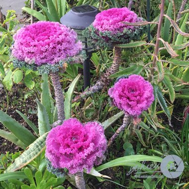 Brassica oleracea (Acephala Group) 'Redbor'