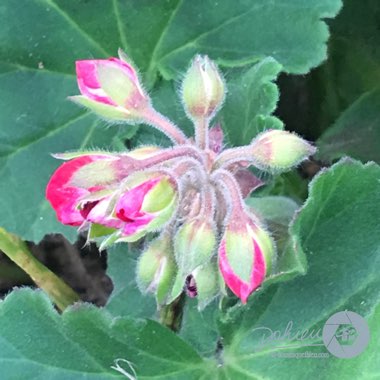 Pelargonium 'Savannah Hot Pink Sizzle' (Savannah Series)